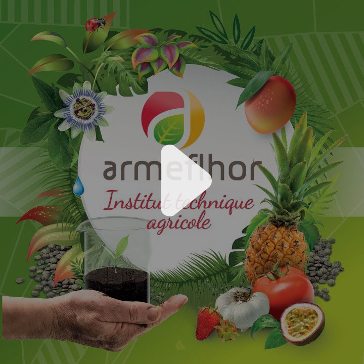 Développer des systèmes de production d’ananas en Agriculture Biologique à La Réunion
