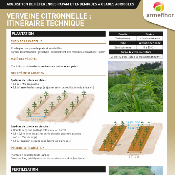 FT Verveine