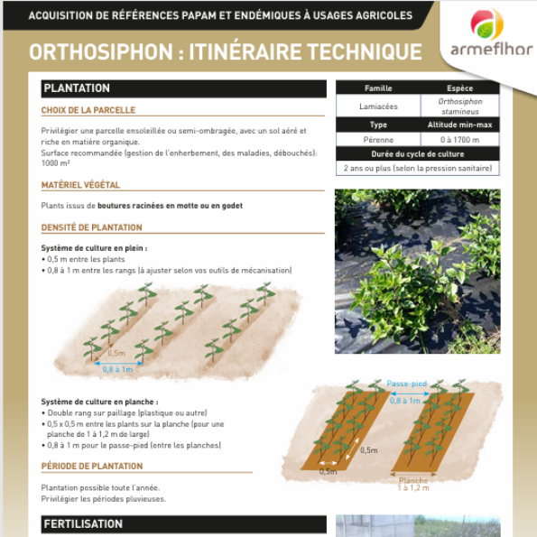 FT Orthosiphon