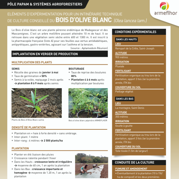 bois d'olive blanc mise en avant