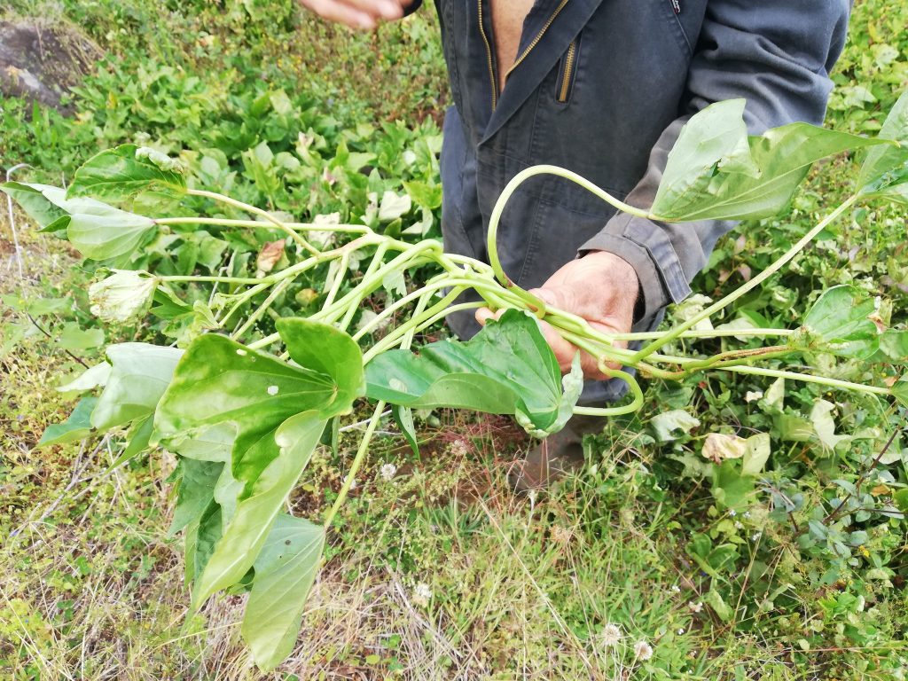 Patate douce à La Réunion : optimisation des itinéraires