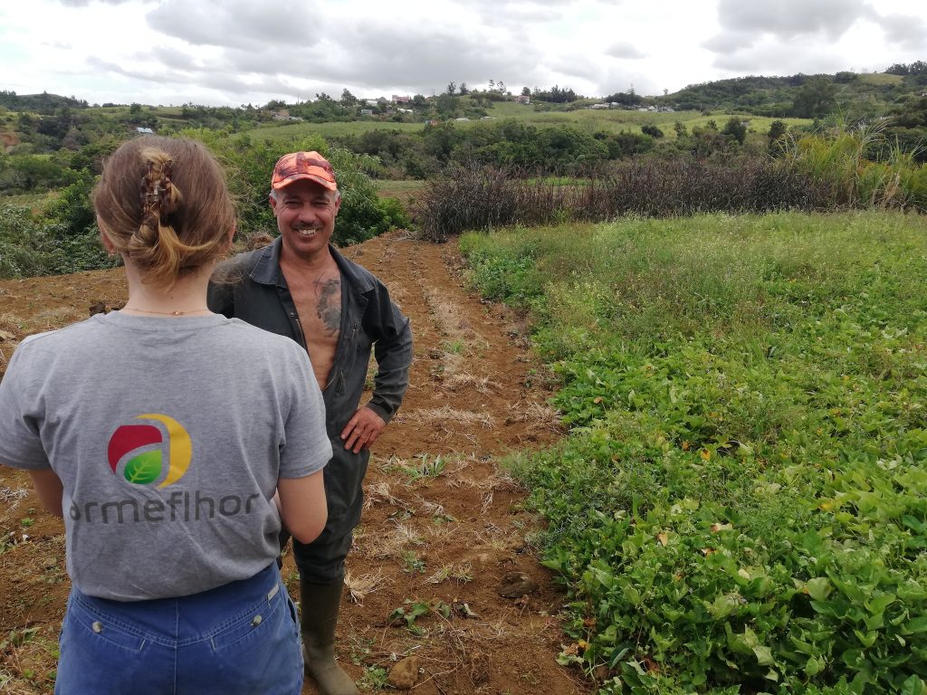 Patate douce à La Réunion : optimisation des itinéraires