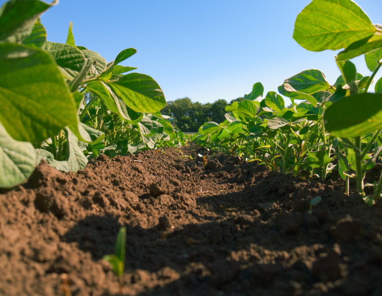 Volontaire en Service Civique – Filière soja : accompagnement à la mise en place d’une nouvelle filière (12 mois)