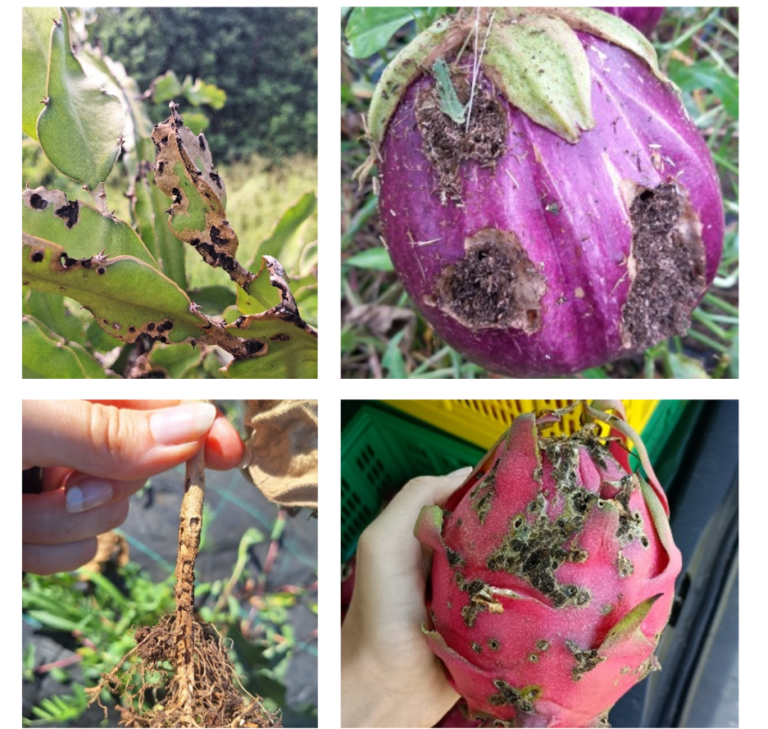 Dégats sur plant et fruits de pitayas et bringelle.