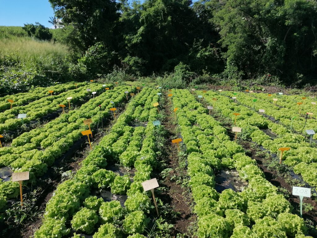 Production de références locales sur l’efficacité azotée des matières organiques en maraîchage à La Réunion