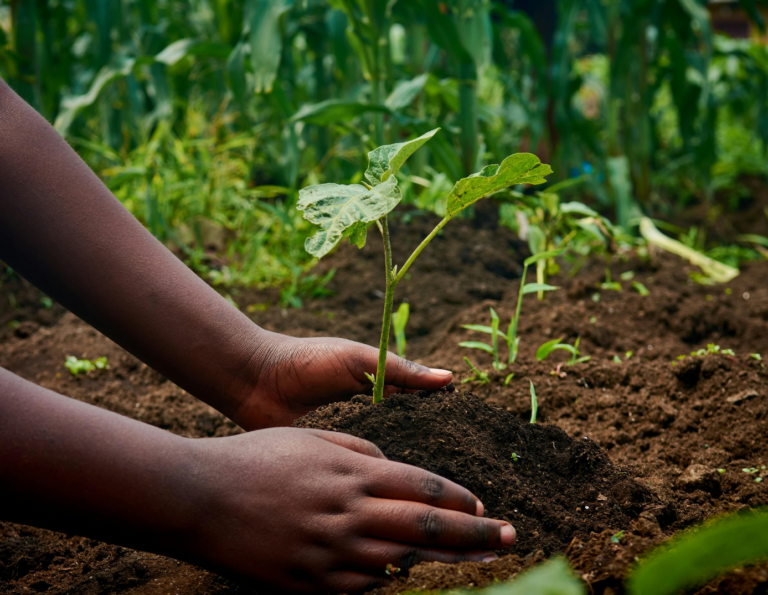 Volontaire en Service Civique – Technicien(ne) agricole (projet FERTIDOM)