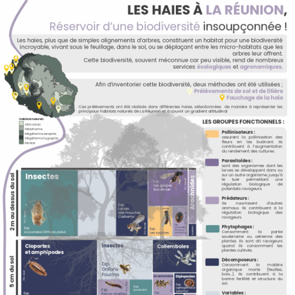 Les haies à La Réunion : un réservoir de biodiversité au service de l'agriculture