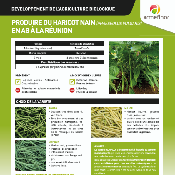 Produire du haricot nain en AB à La Réunion