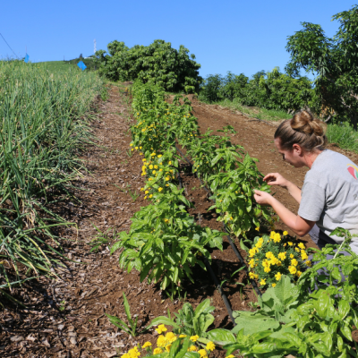 Bilan technique du projet CASDAR S@MEDIT